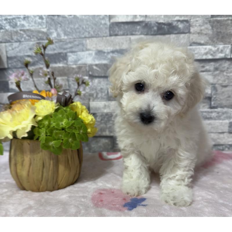 商談中の兵庫県のビションプー:ビションフリーゼ×トイプードル-441309