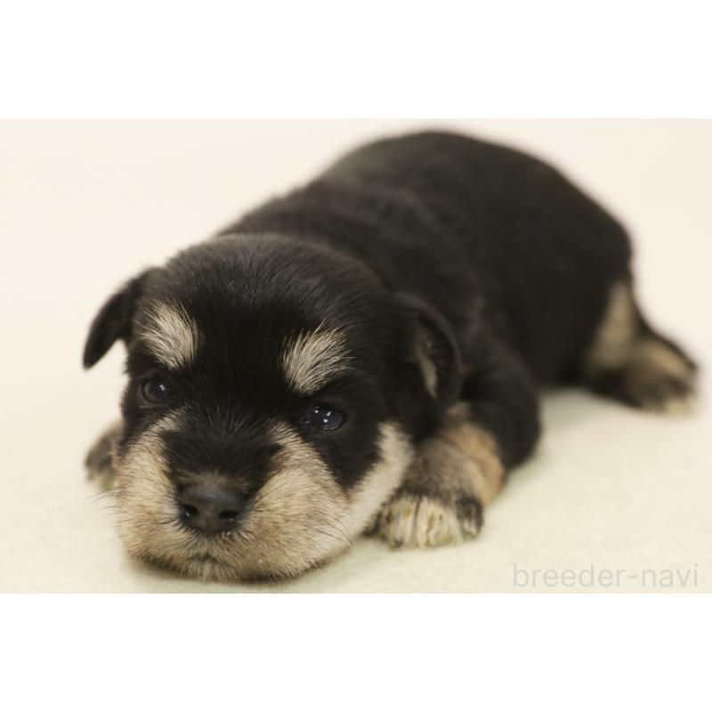 販売中の神奈川県のマルシュナ:マルチーズ×ミニチュアシュナウザー-449062の1枚目