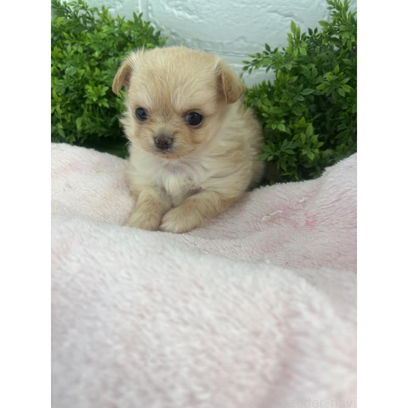 販売中の岐阜県のチワワ(ロングコート)-449063の4枚目