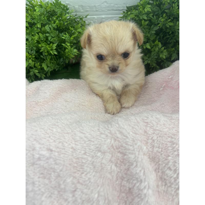 販売中の岐阜県のチワワ(ロングコート)-449063の3枚目