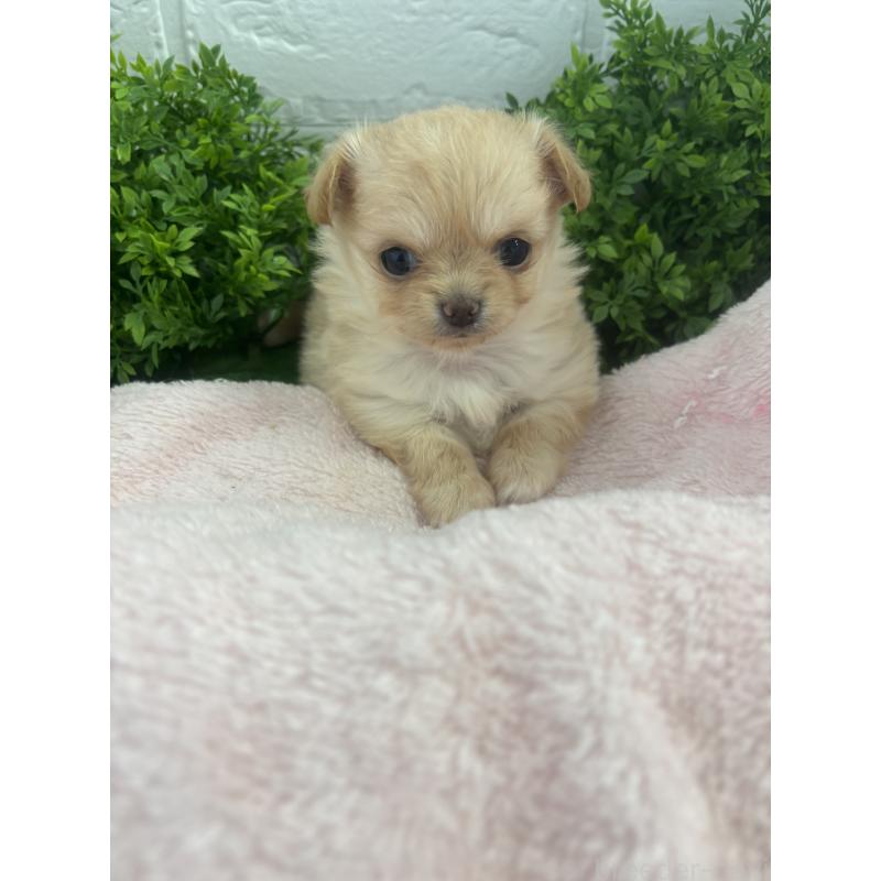 販売中の岐阜県のチワワ(ロングコート)-449063の2枚目