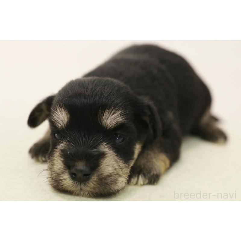 販売中の神奈川県のマルシュナ:マルチーズ×ミニチュアシュナウザー-449064