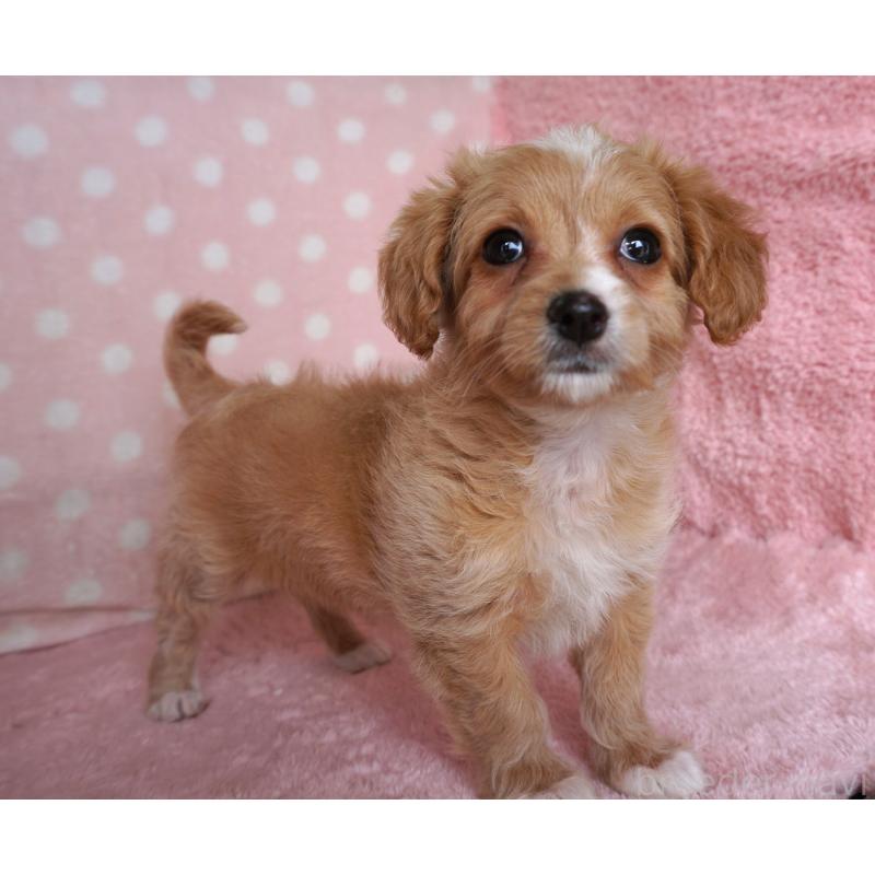 販売中の長崎県のチワマル:チワワ×マルチーズ-449065の4枚目