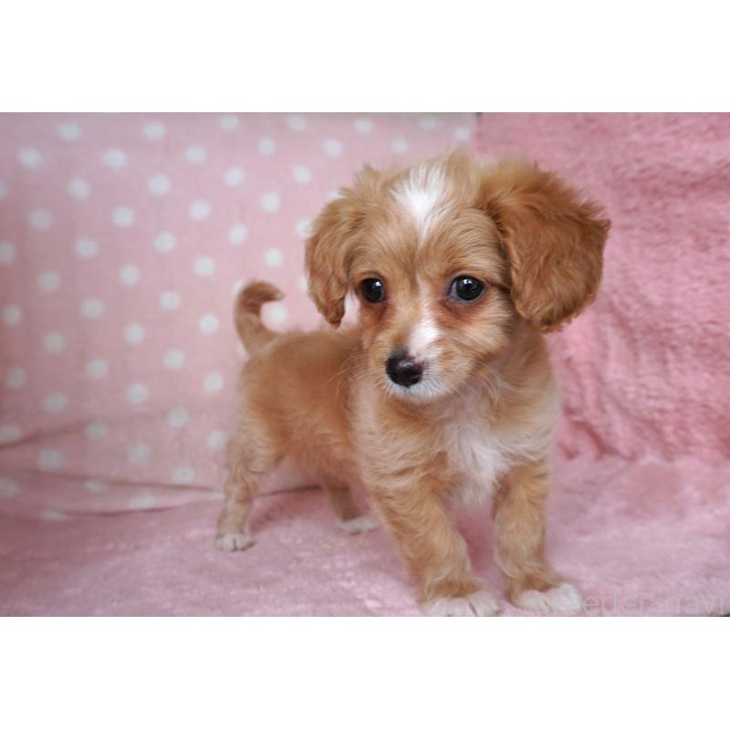 販売中の長崎県のチワマル:チワワ×マルチーズ-449065の3枚目