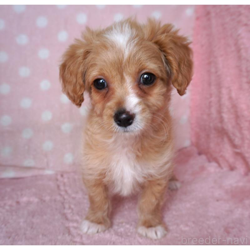 販売中の長崎県のチワマル:チワワ×マルチーズ-449065の2枚目