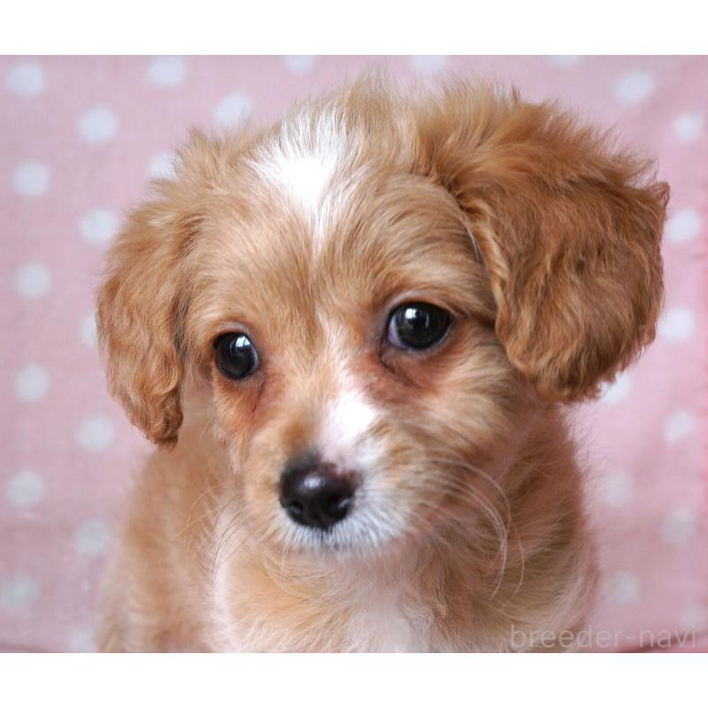 販売中の長崎県のチワマル:チワワ×マルチーズ-449065の1枚目