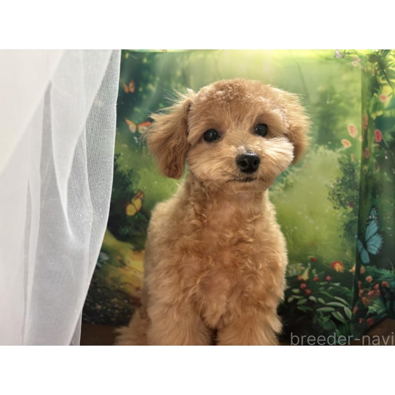 販売中の栃木県のタイニープードル-424869