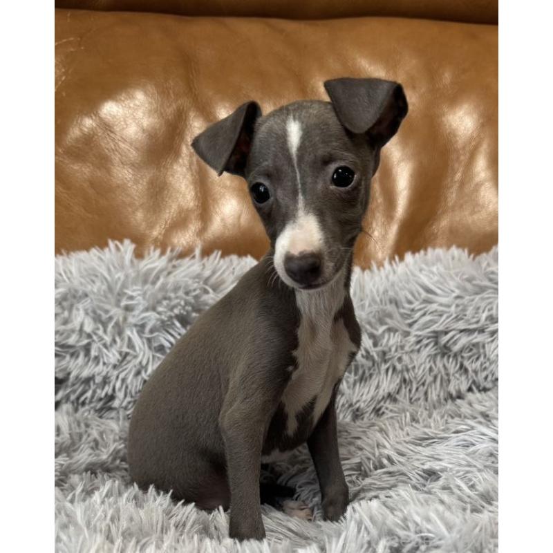 販売中の山梨県のイタリアングレーハウンド(イタグレ)-449066の4枚目