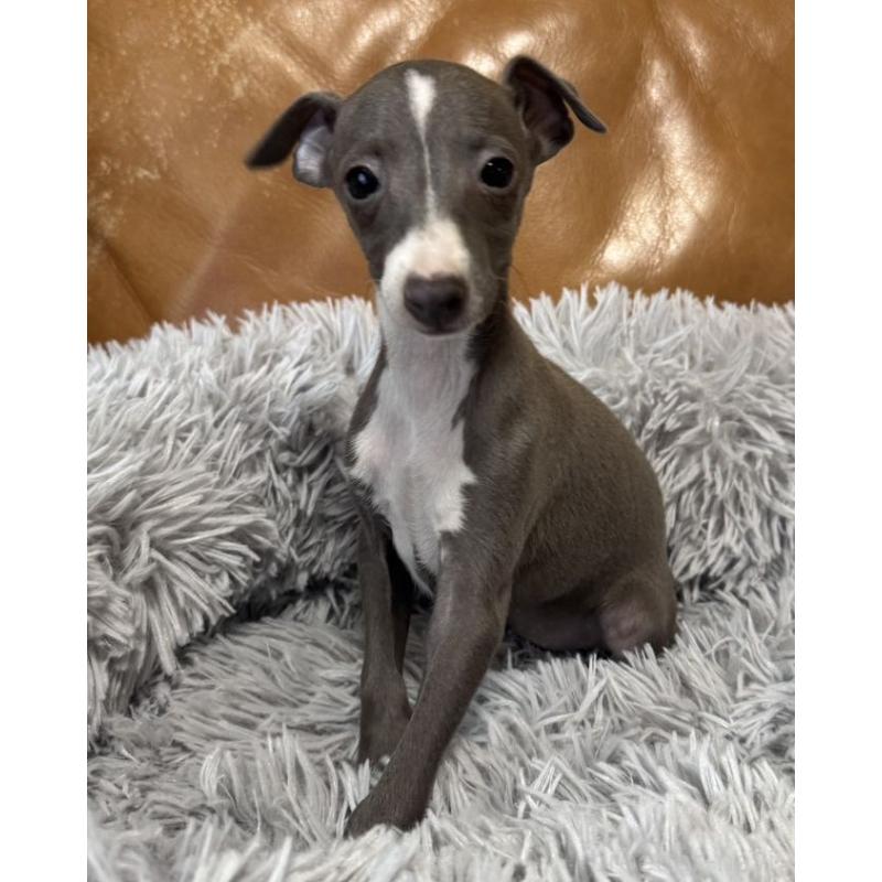 販売中の山梨県のイタリアングレーハウンド(イタグレ)-449066の3枚目