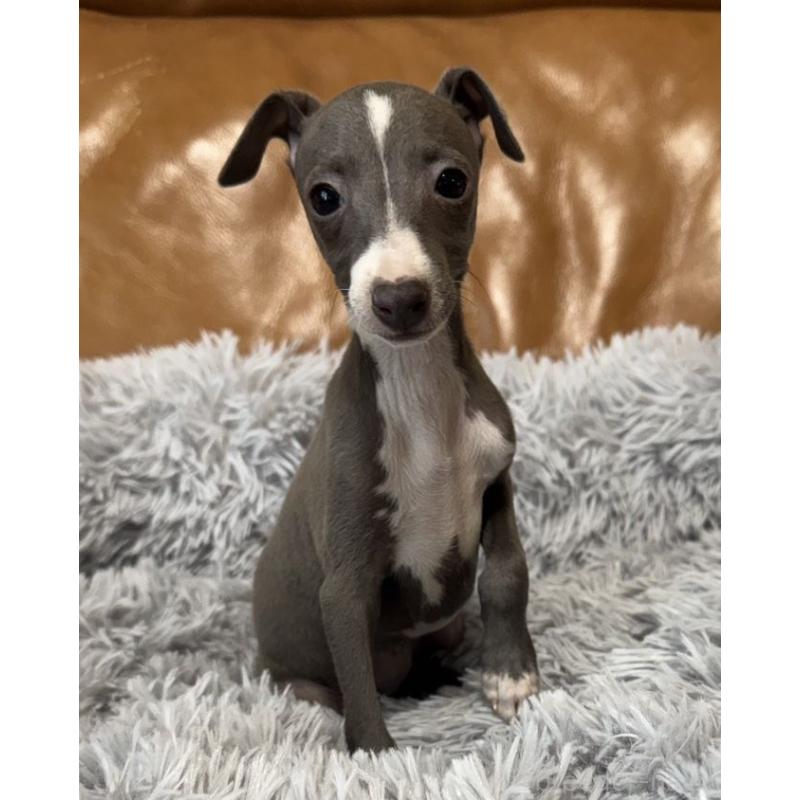 販売中の山梨県のイタリアングレーハウンド(イタグレ)-449066の2枚目