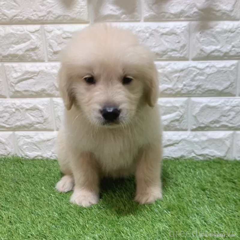 販売中の愛知県のゴールデンレトリーバー-444460