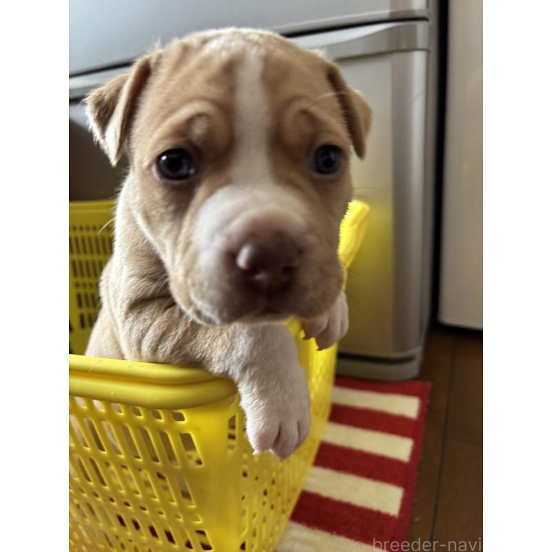 販売中の埼玉県のアメリカンピットブルテリア-449067の2枚目