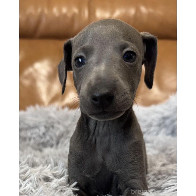 販売中の山梨県のイタリアングレーハウンド(イタグレ)-449068の4枚目