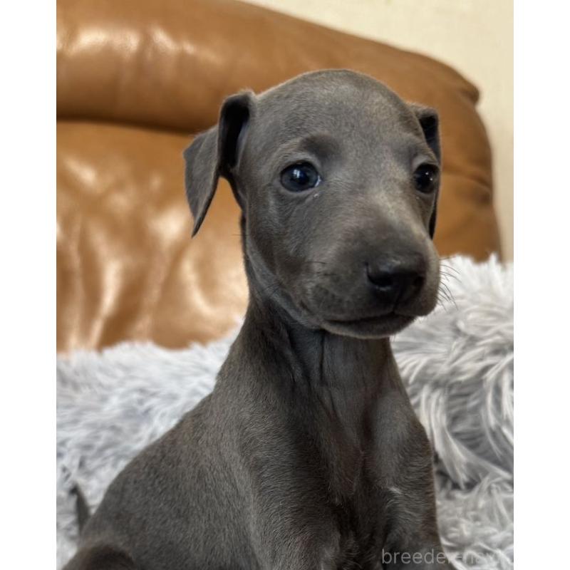 販売中の山梨県のイタリアングレーハウンド(イタグレ)-449068の3枚目