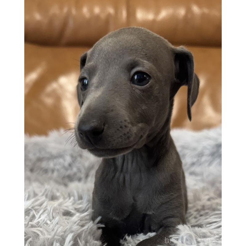 販売中の山梨県のイタリアングレーハウンド(イタグレ)-449068の2枚目