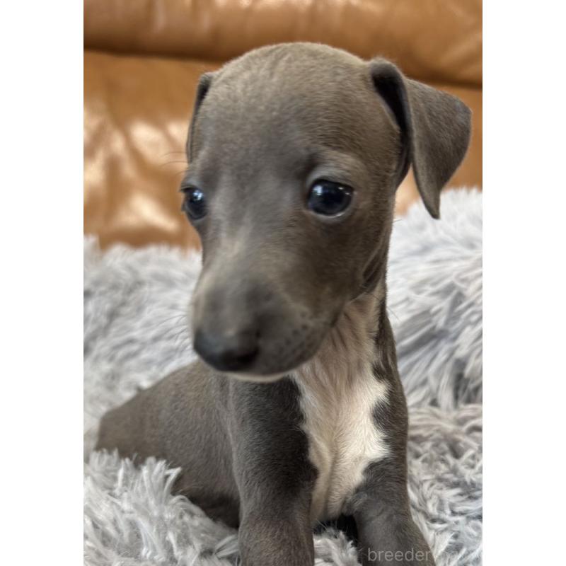 販売中の山梨県のイタリアングレーハウンド(イタグレ)-449070の2枚目