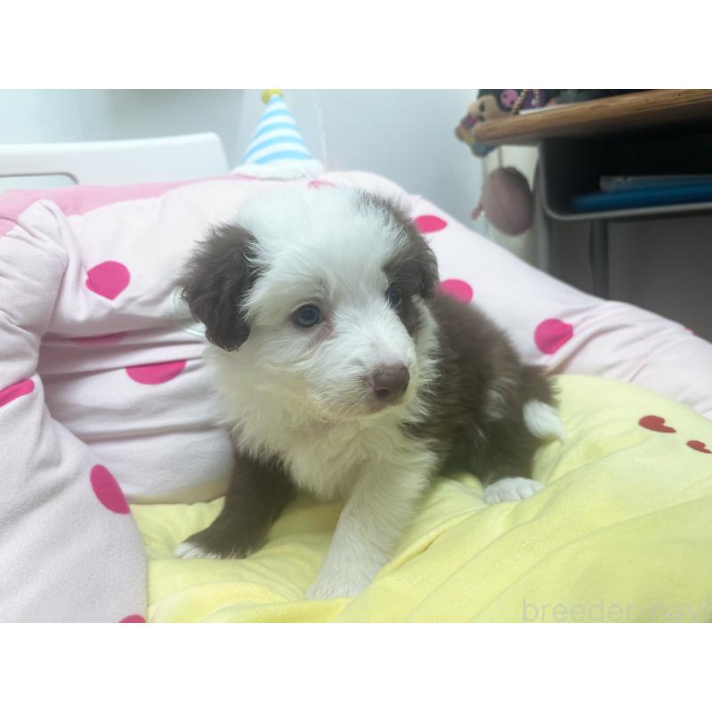 販売中の東京都のボーダーコリー-449069の8枚目