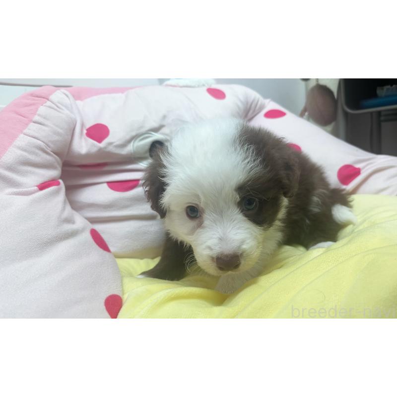 販売中の東京都のボーダーコリー-449069の7枚目