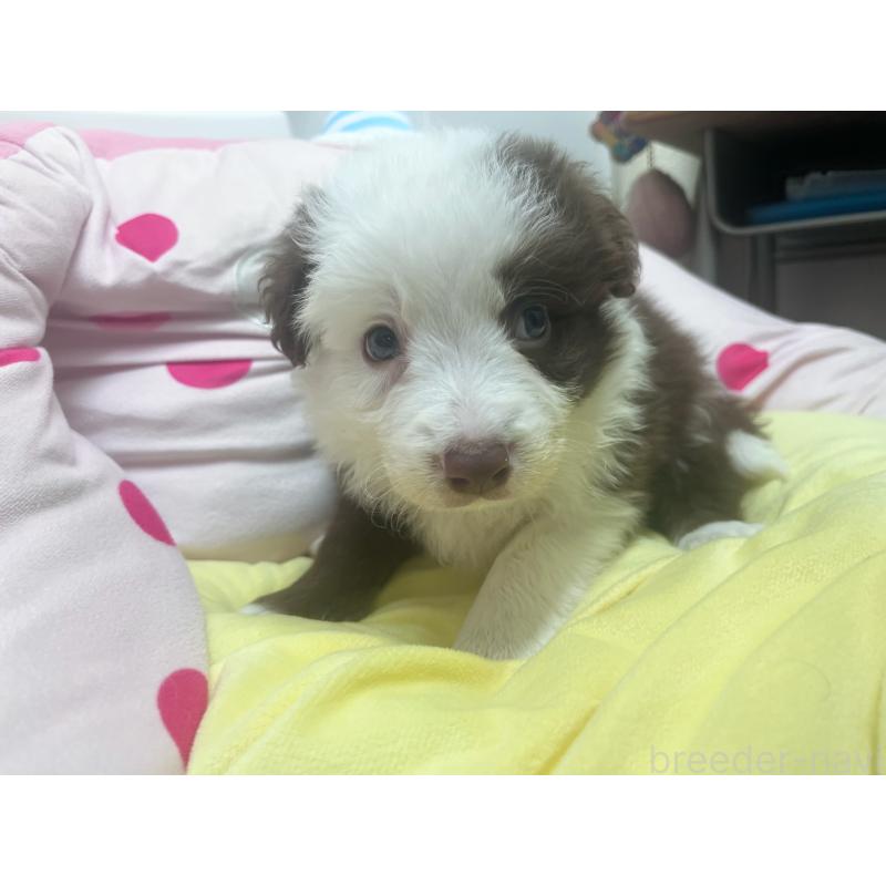 販売中の東京都のボーダーコリー-449069の6枚目