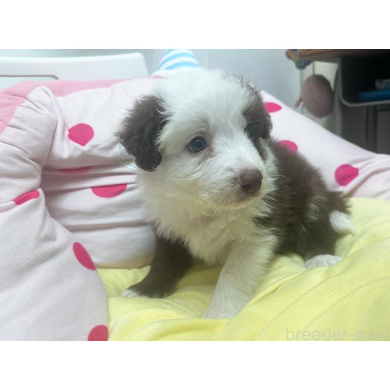 販売中の東京都のボーダーコリー-449069の4枚目