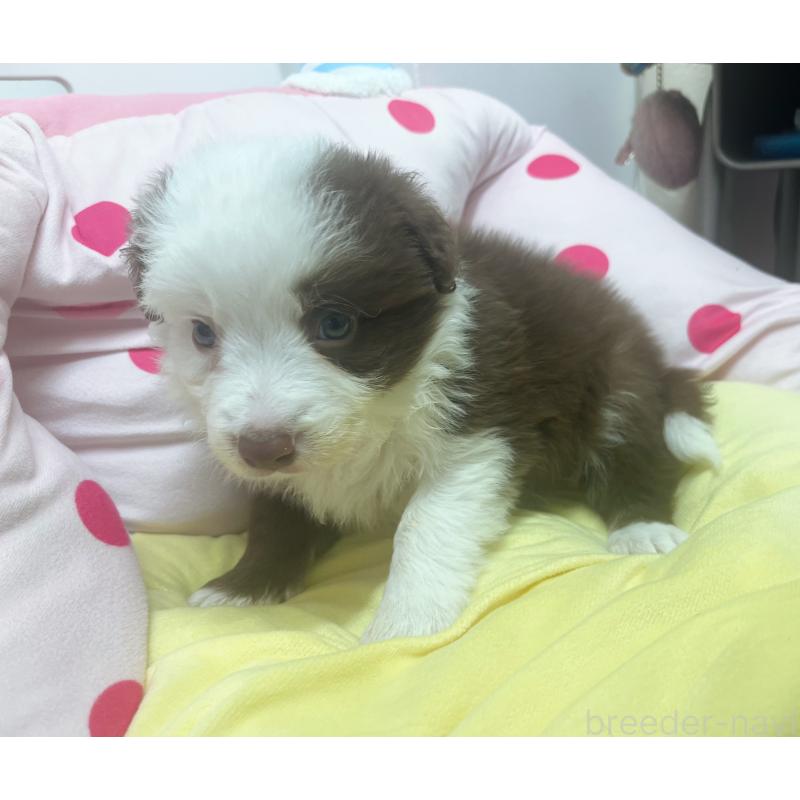 販売中の東京都のボーダーコリー-449069の3枚目