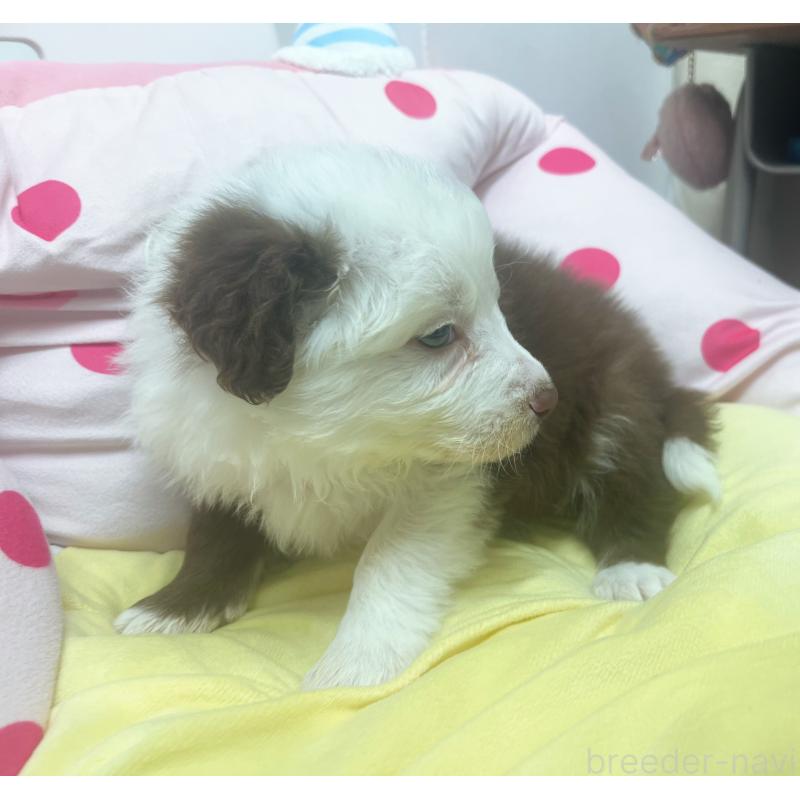 販売中の東京都のボーダーコリー-449069の2枚目