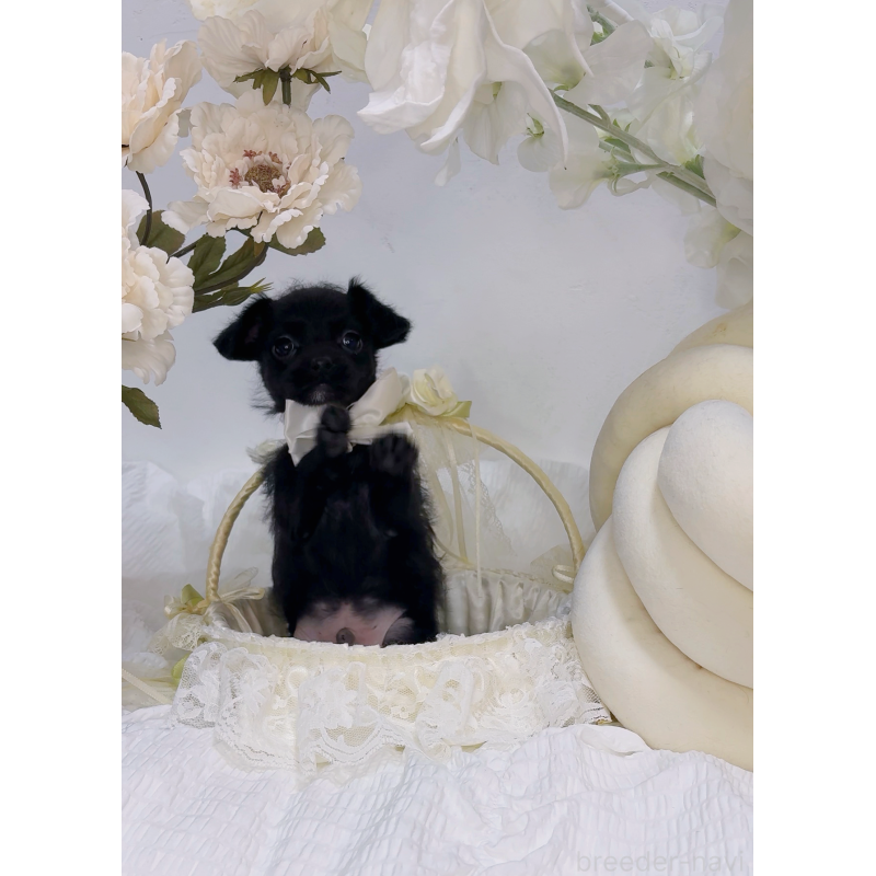 販売中の大阪府のチワプー:チワワ×トイプードル-439148の2枚目