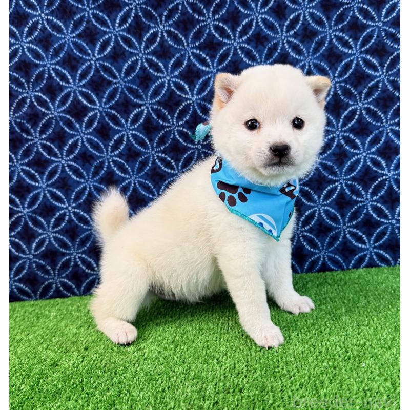 販売中の神奈川県の豆柴-449072の3枚目