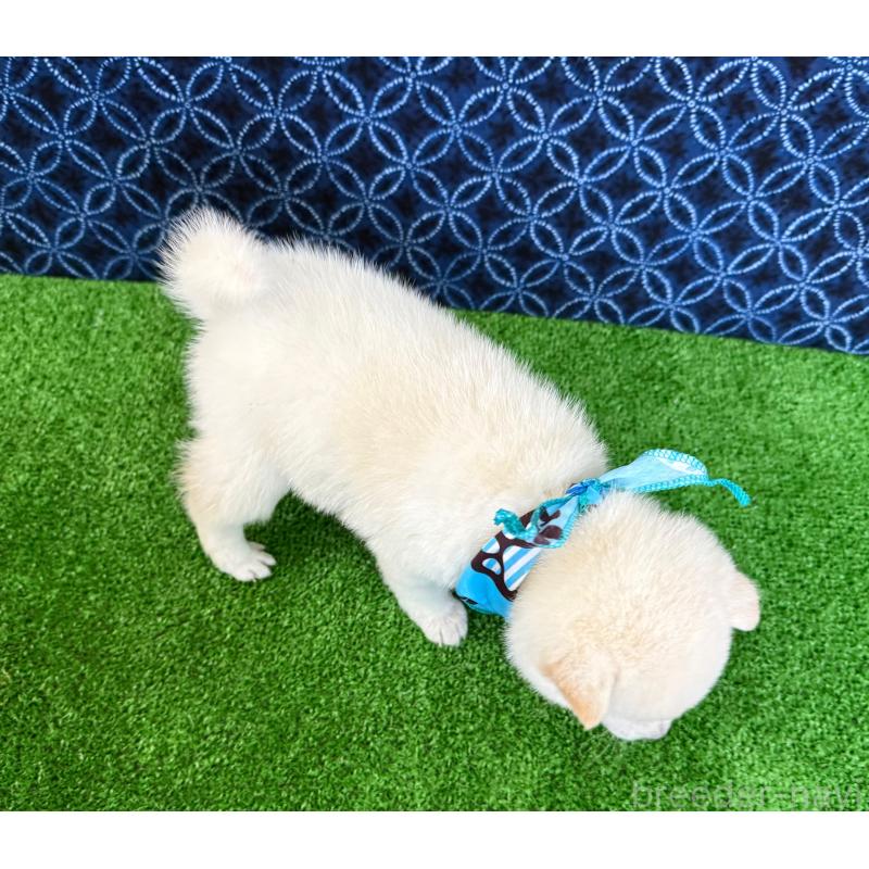 販売中の神奈川県の豆柴-449072の2枚目