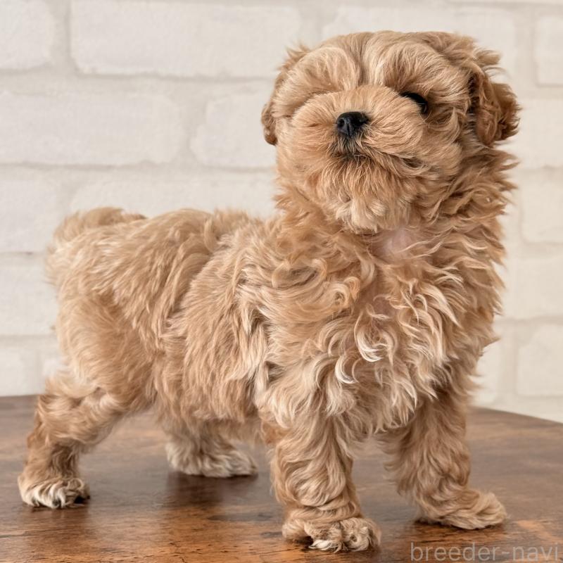 大阪府でマルプー:マルチーズ×トイプードルの子犬を探す｜ブリーダーナビ