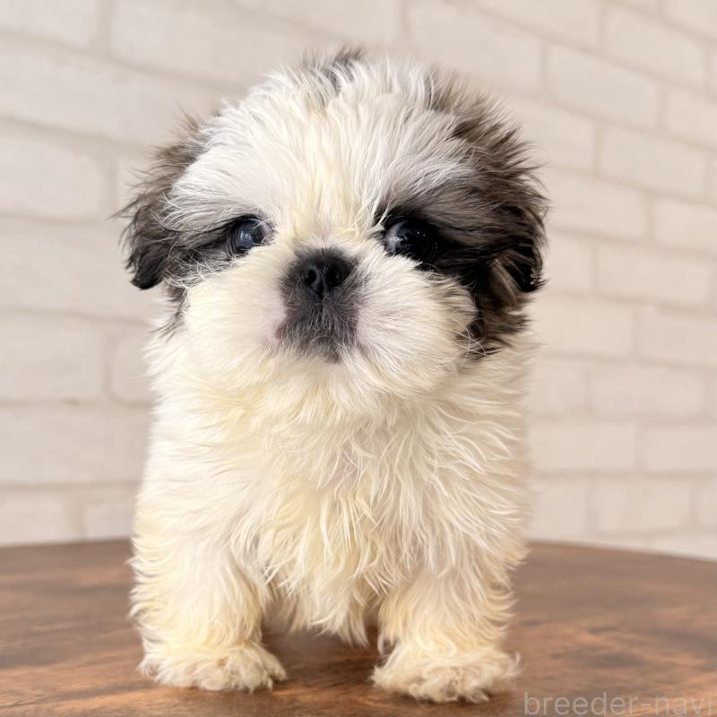 販売中の大阪府のシーズー-449074の1枚目