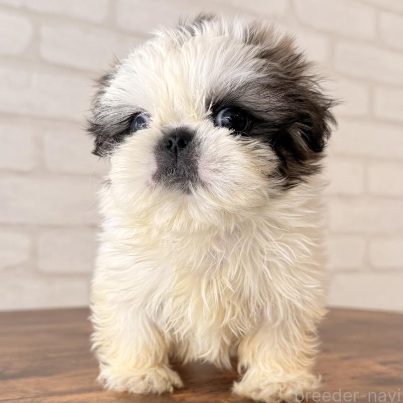 販売中の大阪府のシーズー-449074の9枚目