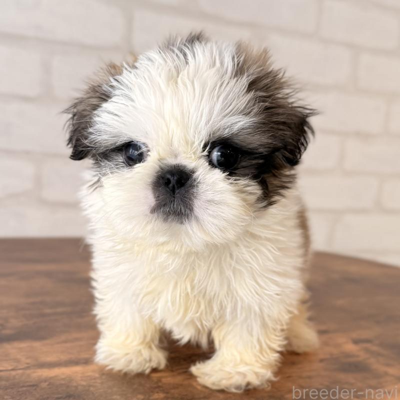 販売中の大阪府のシーズー-449074の8枚目