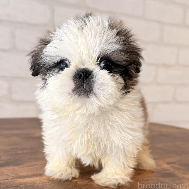 販売中の大阪府のシーズー-449074の7枚目