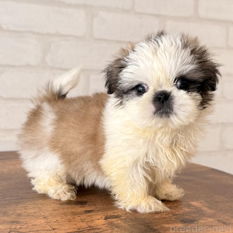 販売中の大阪府のシーズー-449074の6枚目