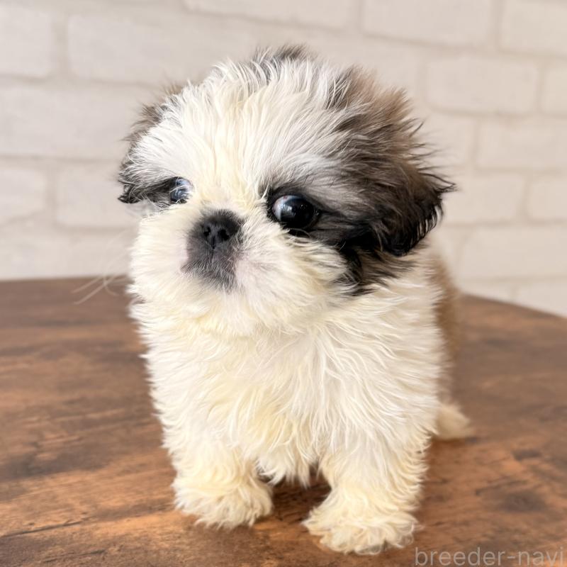 販売中の大阪府のシーズー-449074の4枚目