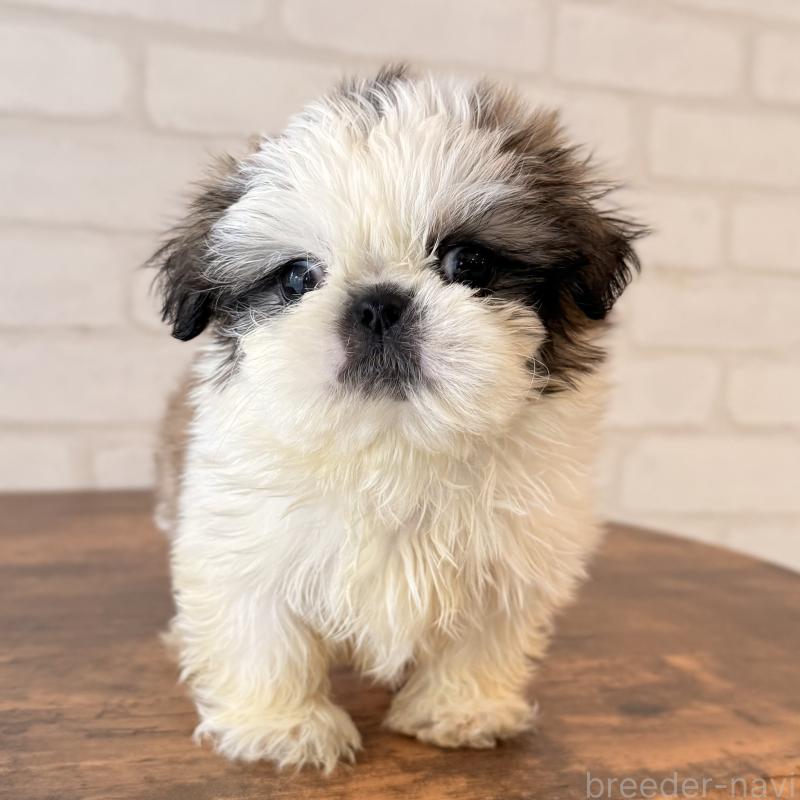 販売中の大阪府のシーズー-449074の3枚目