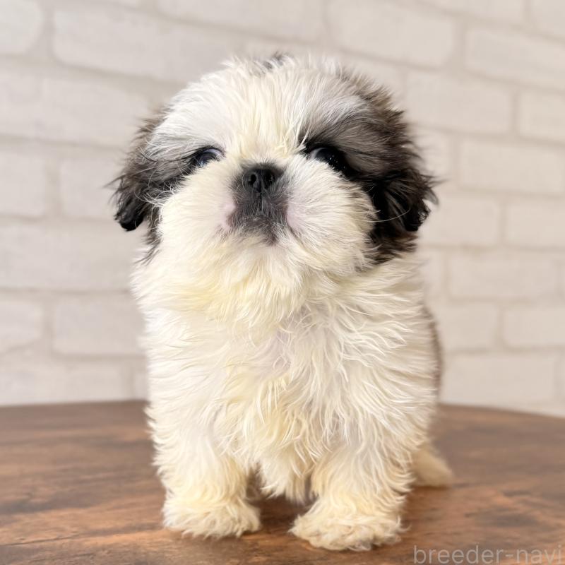 販売中の大阪府のシーズー-449074の2枚目