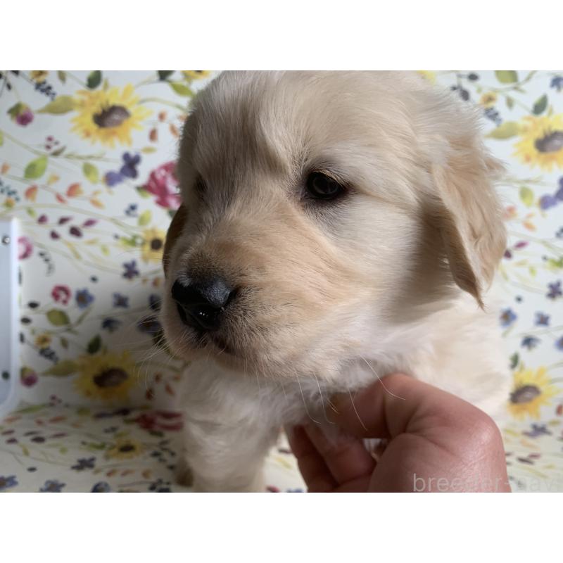 販売中の鹿児島県のゴールデンレトリーバー-449073の3枚目