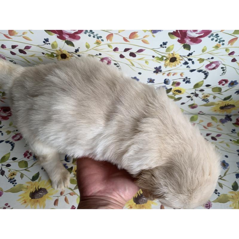 販売中の鹿児島県のゴールデンレトリーバー-449073の2枚目