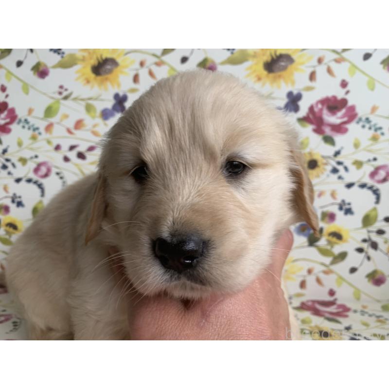 販売中の鹿児島県のゴールデンレトリーバー-449075の3枚目