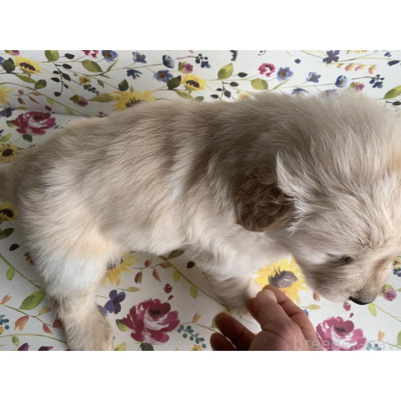 販売中の鹿児島県のゴールデンレトリーバー-449076の2枚目