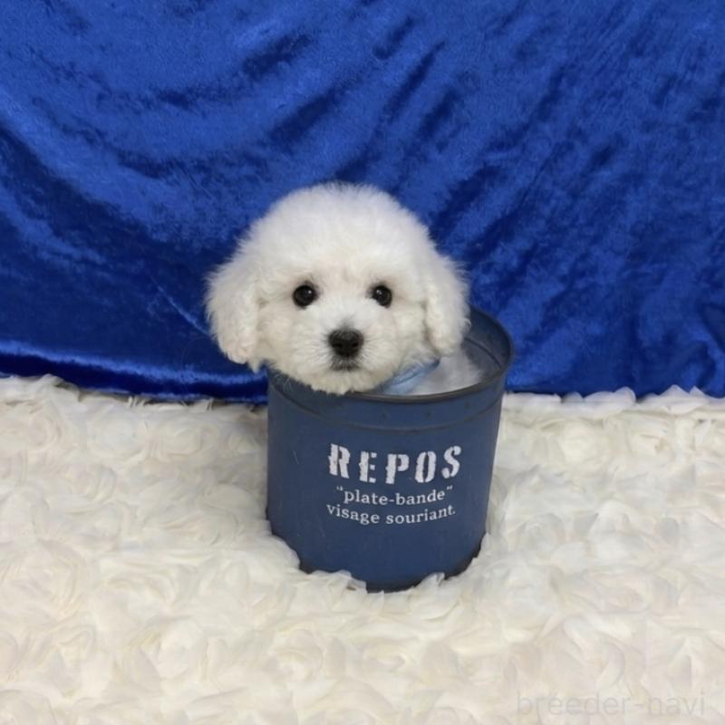 販売中ののビションフリーゼ-446453