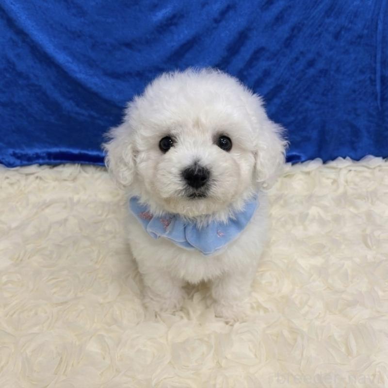 販売中の福岡県のビションフリーゼ-446453の5枚目