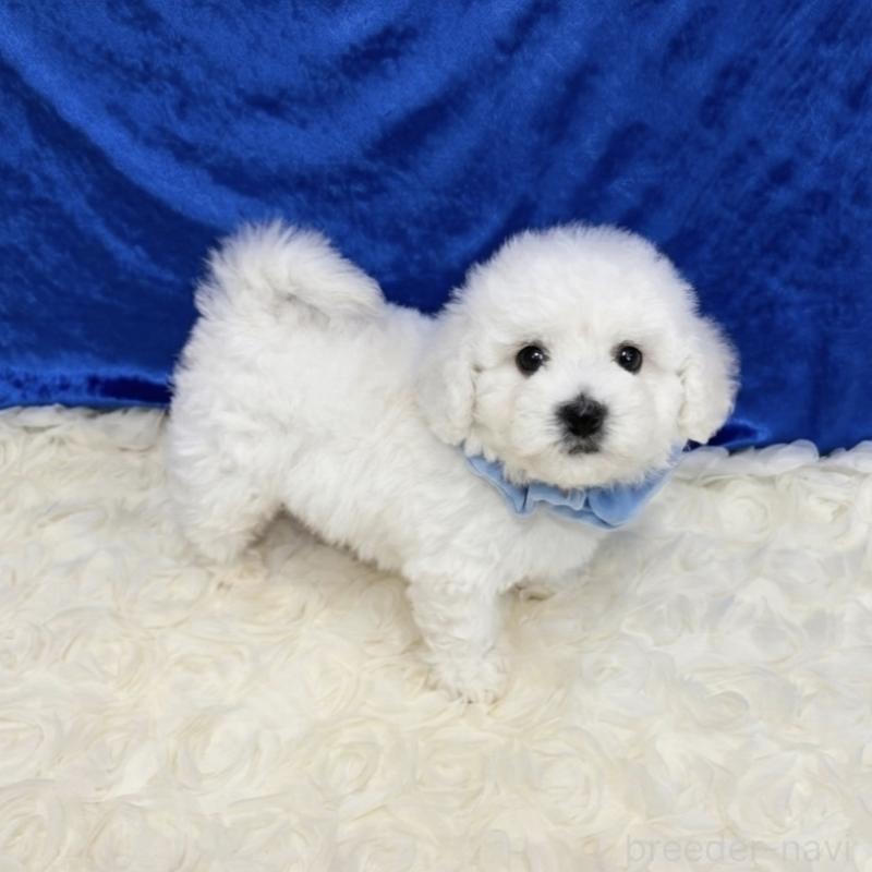 販売中の福岡県のビションフリーゼ-446453の3枚目