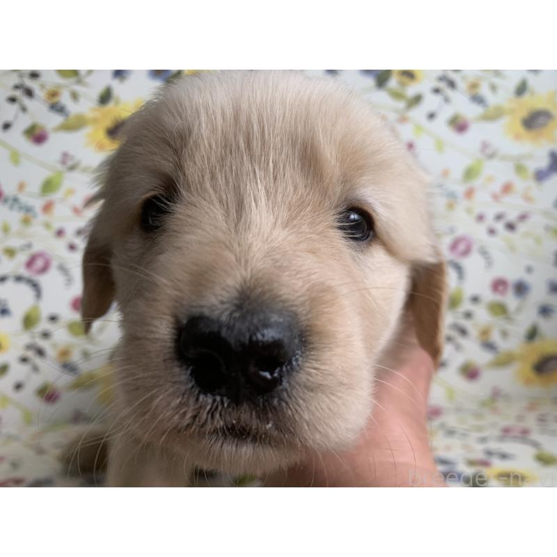 販売中の鹿児島県のゴールデンレトリーバー-449077の3枚目