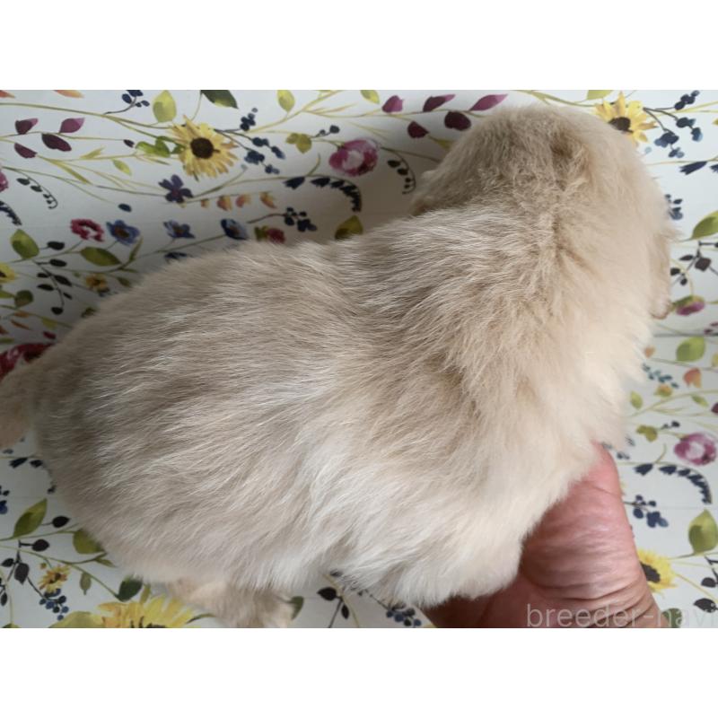 販売中の鹿児島県のゴールデンレトリーバー-449077の2枚目