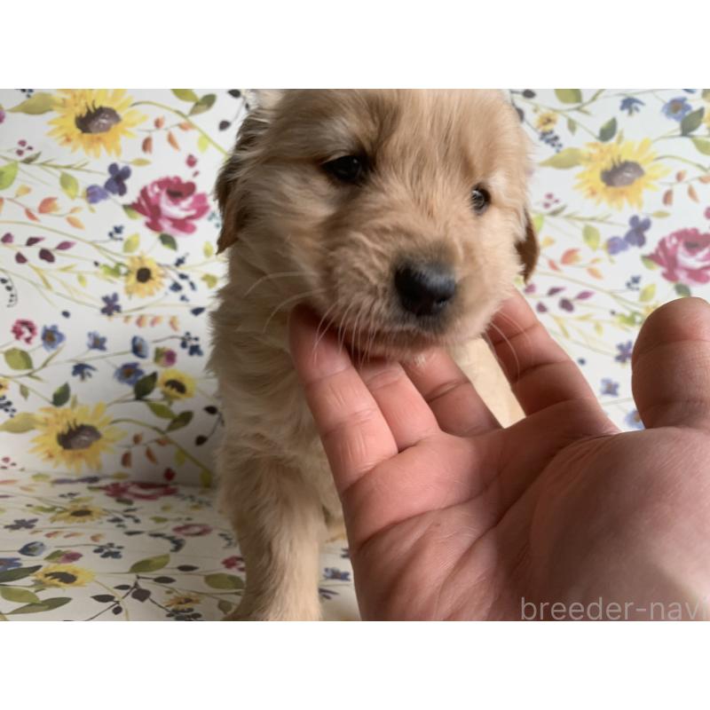 販売中の鹿児島県のゴールデンレトリーバー-449078の3枚目