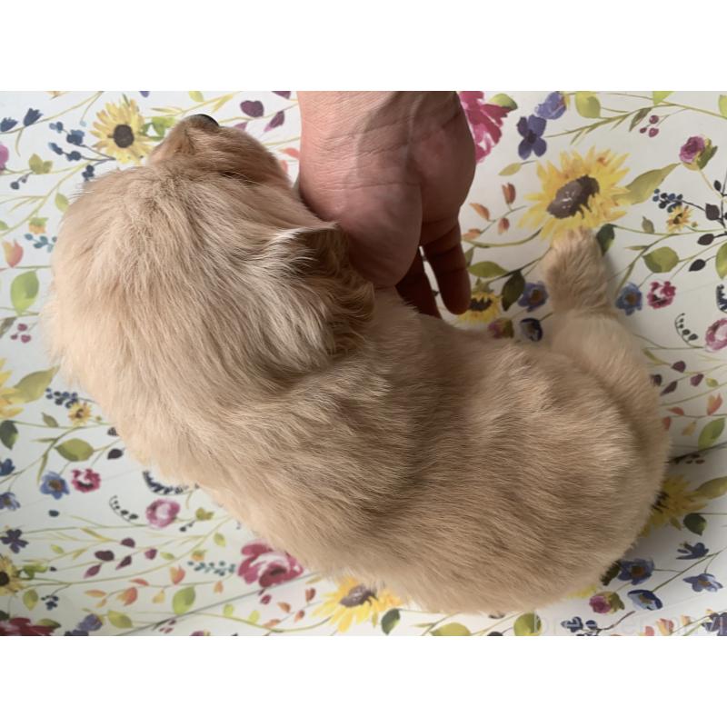 販売中の鹿児島県のゴールデンレトリーバー-449078の2枚目