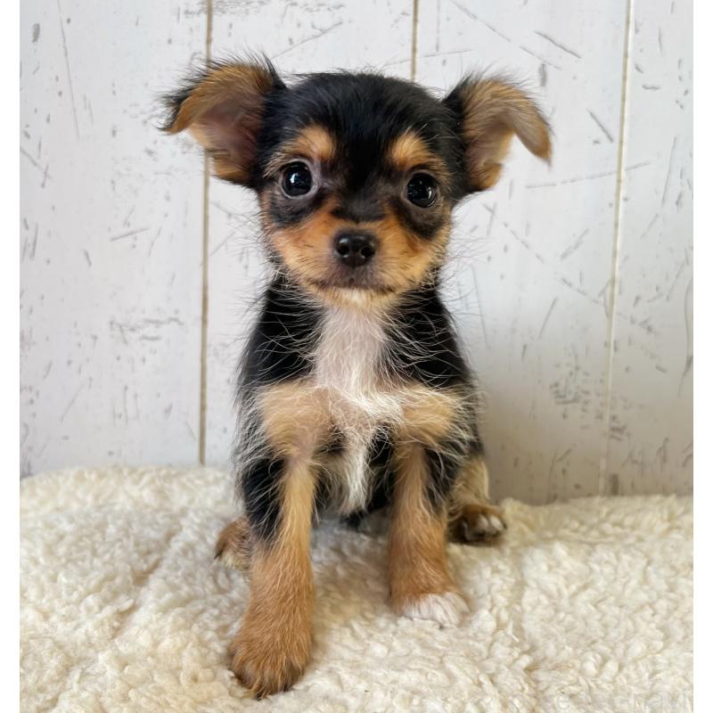 販売中の千葉県のヨーチー:ヨークシャーテリア×チワワ-443896